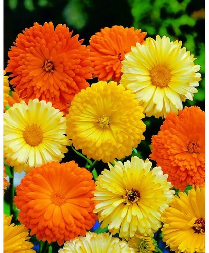 Calendula pacific beauty seeds - pacific,